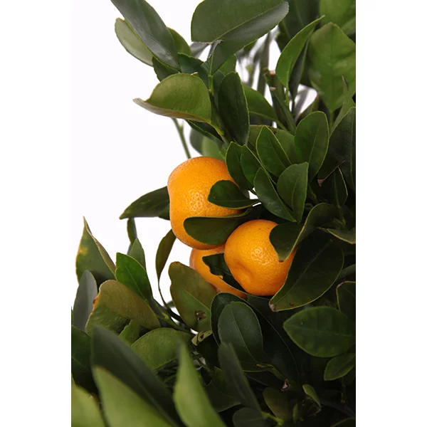 Citrus Calamondin
