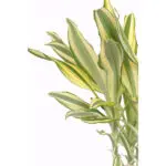 dracaena-yellowcoast-45-20-zoom