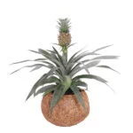 kokodama-ananasplant