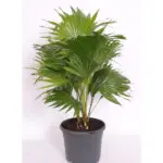 livistona-rotundifolia