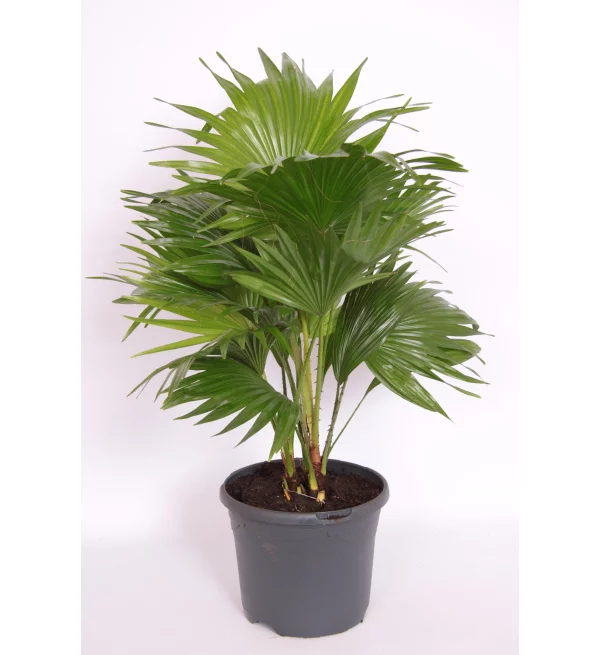 livistona-rotundifolia