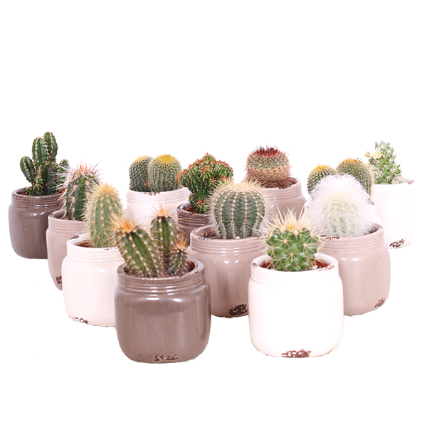 Knop Tomaat Bevestigen Mini Cactus 12-pack (in medicijnpotje) kopen? - Plantje.nl