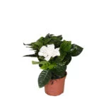mini-gardenia9