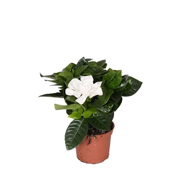 Mini gardenia