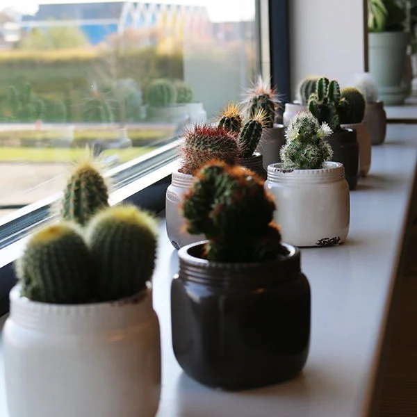 Mini cactus in medicijnpotje
