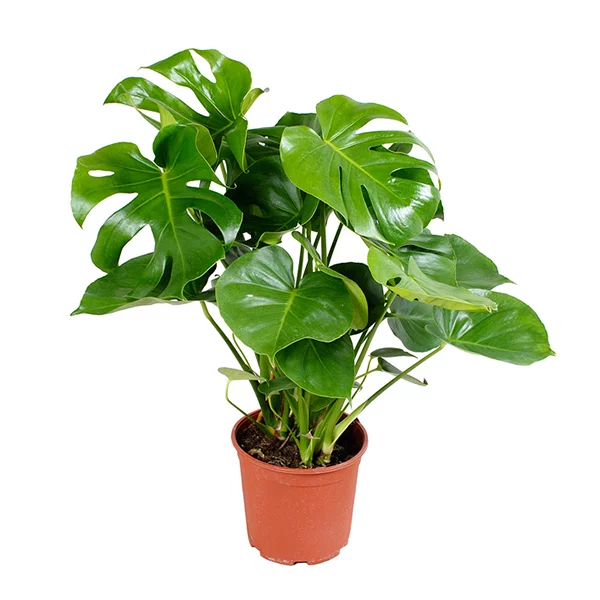 Monstera Deliciosa (Gatenplant) - P 21 cm