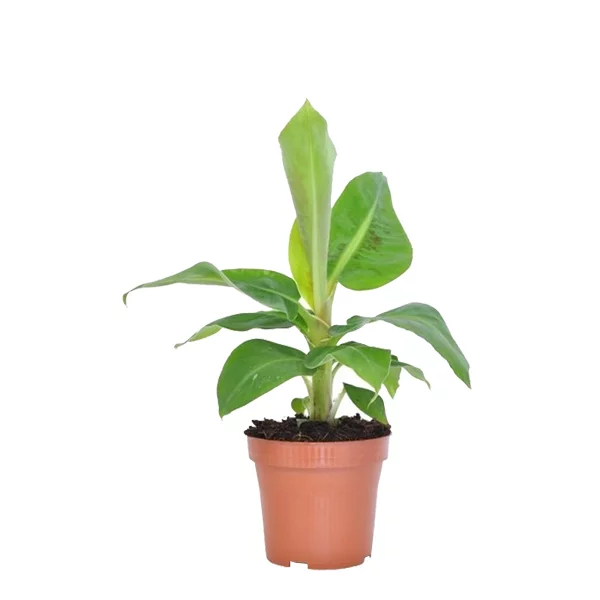 Musa tropicana (bananenplantje) P 12 cm