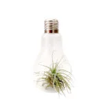 airplant in lamp