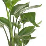 Strelitzia-nicolai-blad
