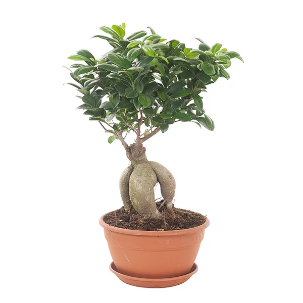 Ficus-microcarpa-Ginseng-20-schotel
