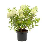 Hydrangea paniculata wit