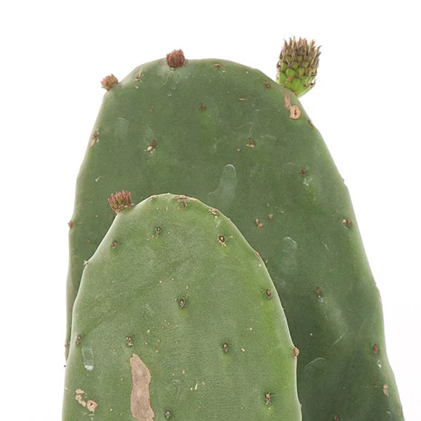 Opuntia vijgcactus