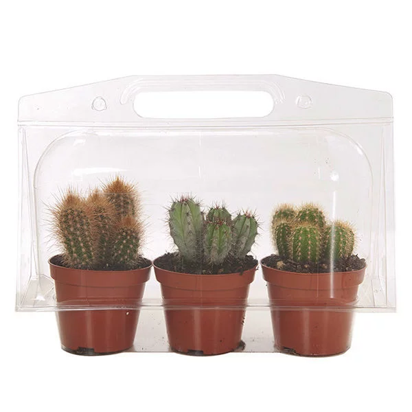 cactus blisterverpakking