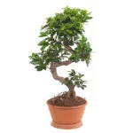ficus-ginseng-s-type-22