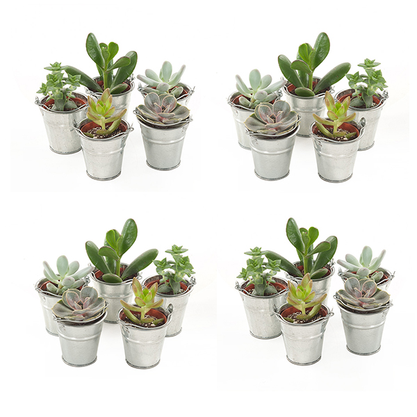 Mini vetplantjes 20-pack zinken emmertje) kopen? - Plantje.nl