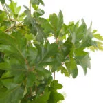 Cissus-rhombifolia-Ellen-Danica-Close-Hedera-plant_24