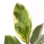 Ficus-elastica-Tineke12
