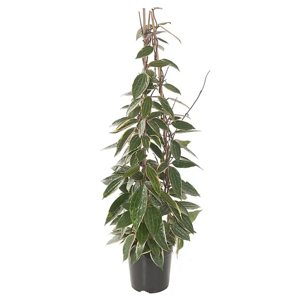 Hoya-macrophylla-Pyramide-21