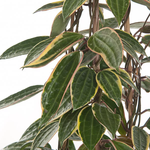 Hoya Macrophylla blad
