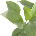 Philodendron-hastatum-Grey-13-closeup