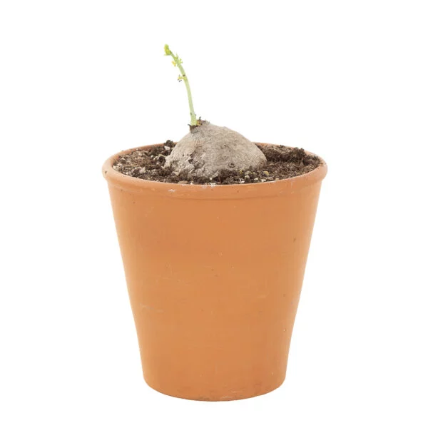 cepharanta plant