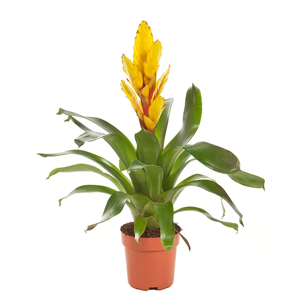 Vriesea-Intenso-Yellow-p12-Bromelia-Specialist