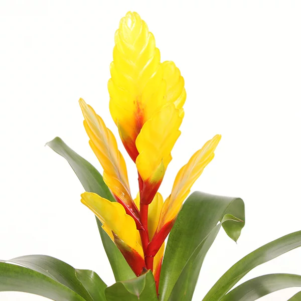 Vriesea-Intenso-Yellow-p12-Bromelia-Specialist_1-bloem