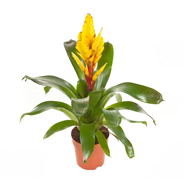Vriesea-Intenso-Yellow-p12-Bromelia-Specialist_1