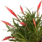 Vriesea-Multiflower-Astrid-12-bloem