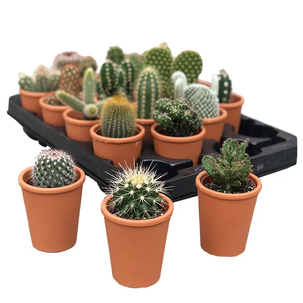cactus-mini-terracotta
