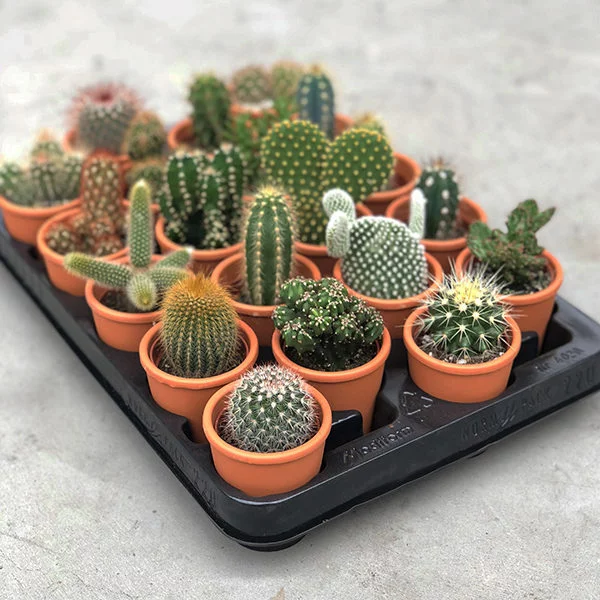 Mini cactus in terracotta