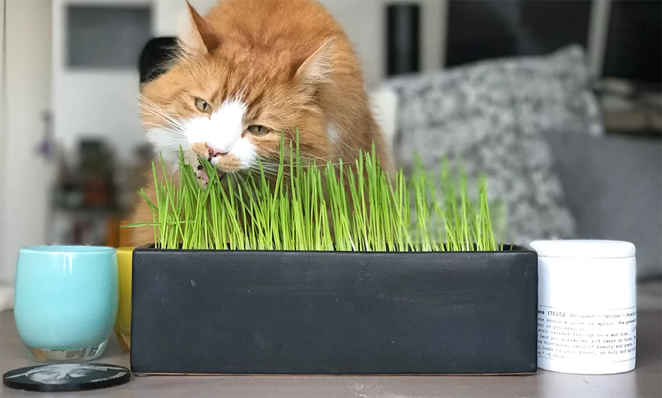 niet giftige kamerplanten voor katten