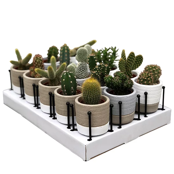 mini-cactus-fashion-pot_en_staander