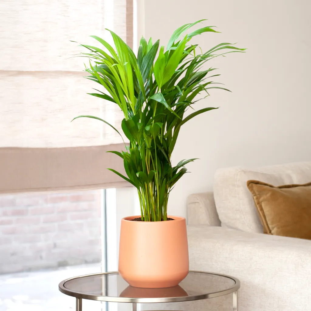 Areca Palm – vanaf 100 cm