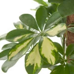 Schefflera-arboricola-Cold-Capella-Mosstok-19_blad