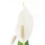 Spathiphyllum-Sweet-Lauretta-21_bloem