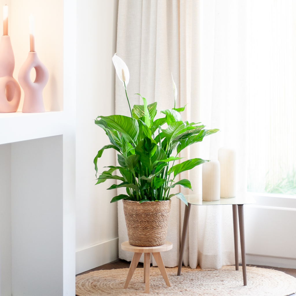 Spathiphyllum plant