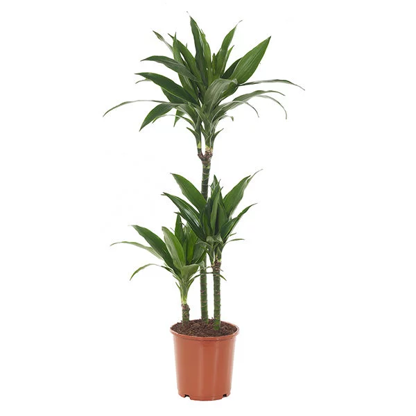 Dracaena plant