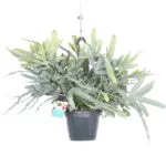 Phlebodium plant