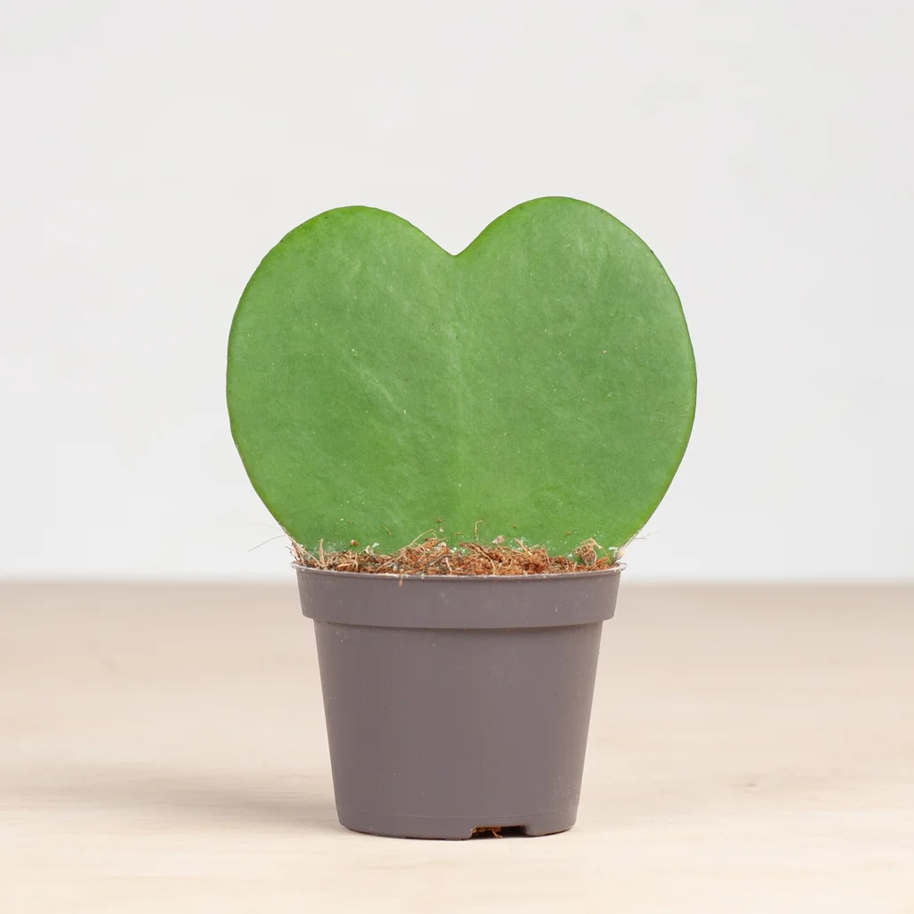 Hoya kerii hartjesplant mini p6-3-[1024]