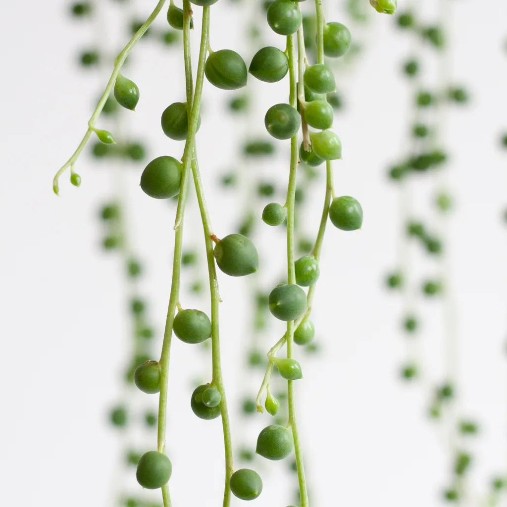 String-of-pearls-Erwtenplantje-Curio rowleyanus-Senecio rowleyanus-P14-3-[1024]