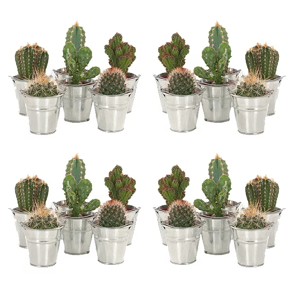 cactus-mini-zink-20pack