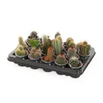cactus-mini-zink-20pack_1