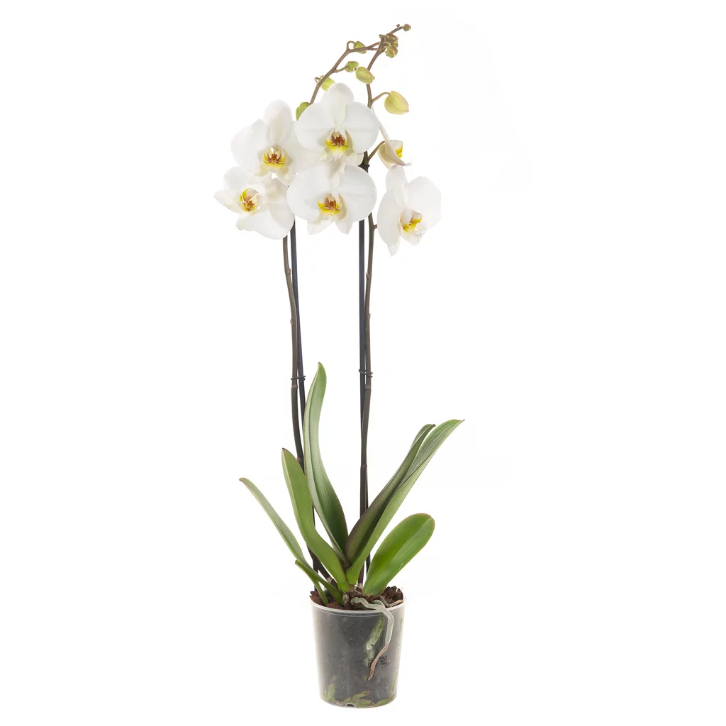 Witte Orchidee (Phalaenopsis) - P 12 cm