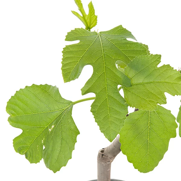 Vijgenboom blad