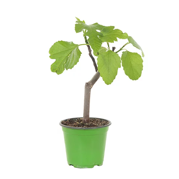 Ficus-carica-bush-14