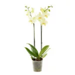 Gele-orchidee-12