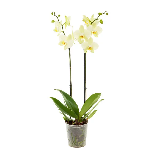 Gele Orchidee