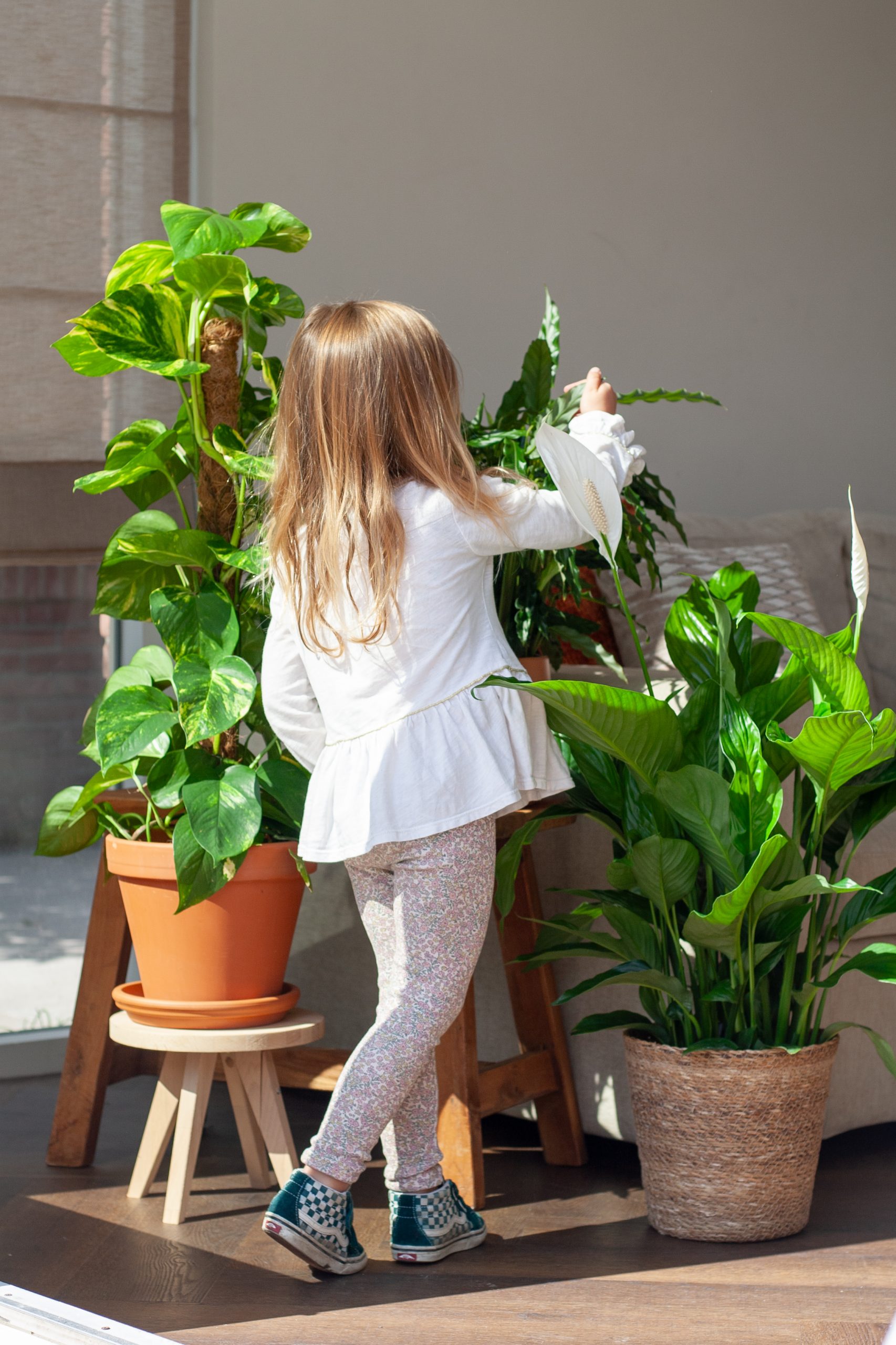 luchtzuiverende planten