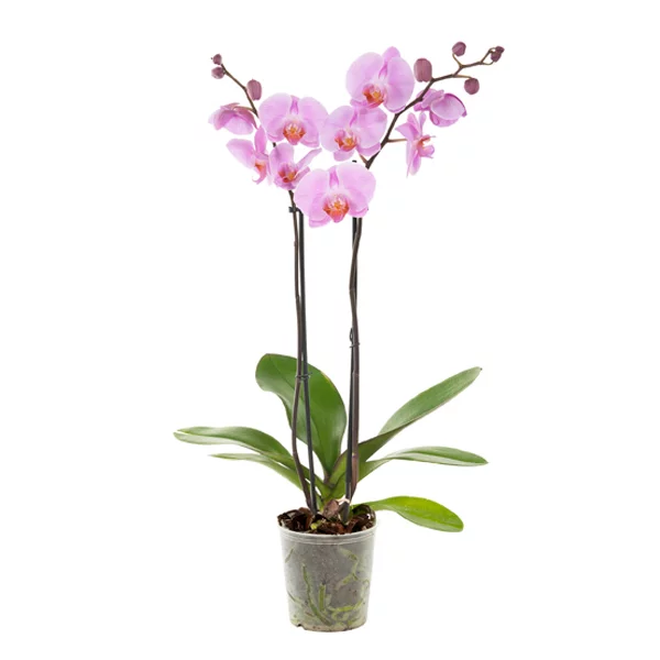 Roze Orchidee (Phalaenopsis 2 tak) - P 12 cm